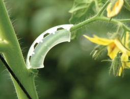 Arco Soporte Arco Soporte